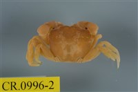 藏品(平背蜞)的圖片